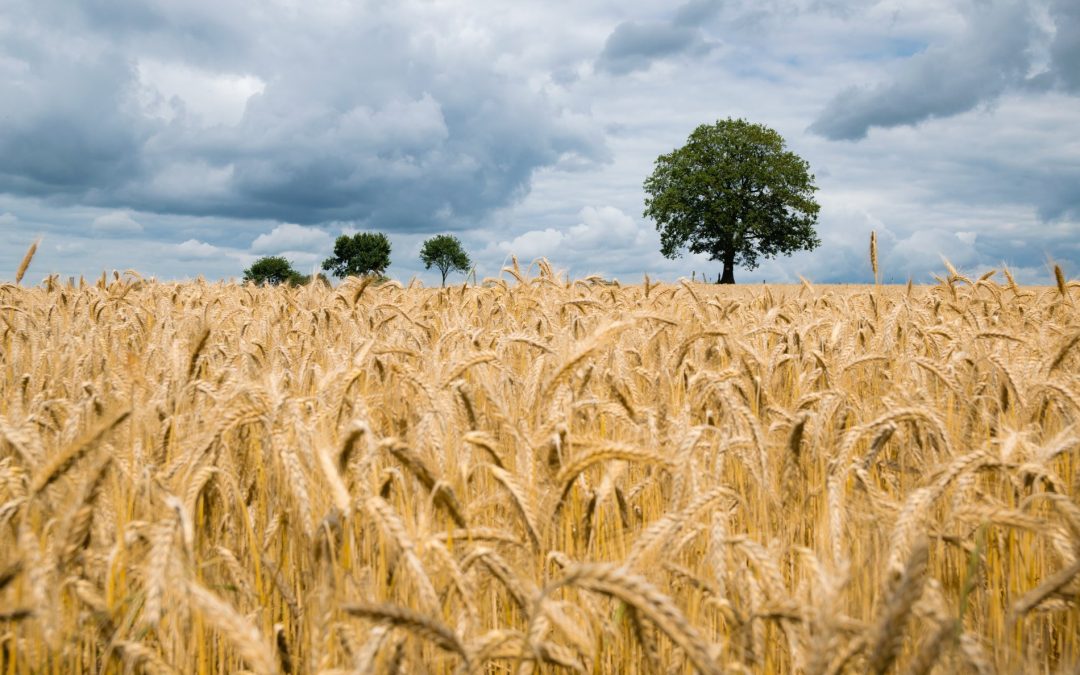 La paille pour des maisons écologiques