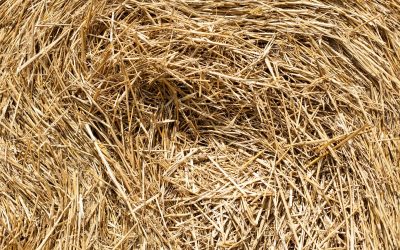 la maison en paille, une solution économique et écoresponsable.